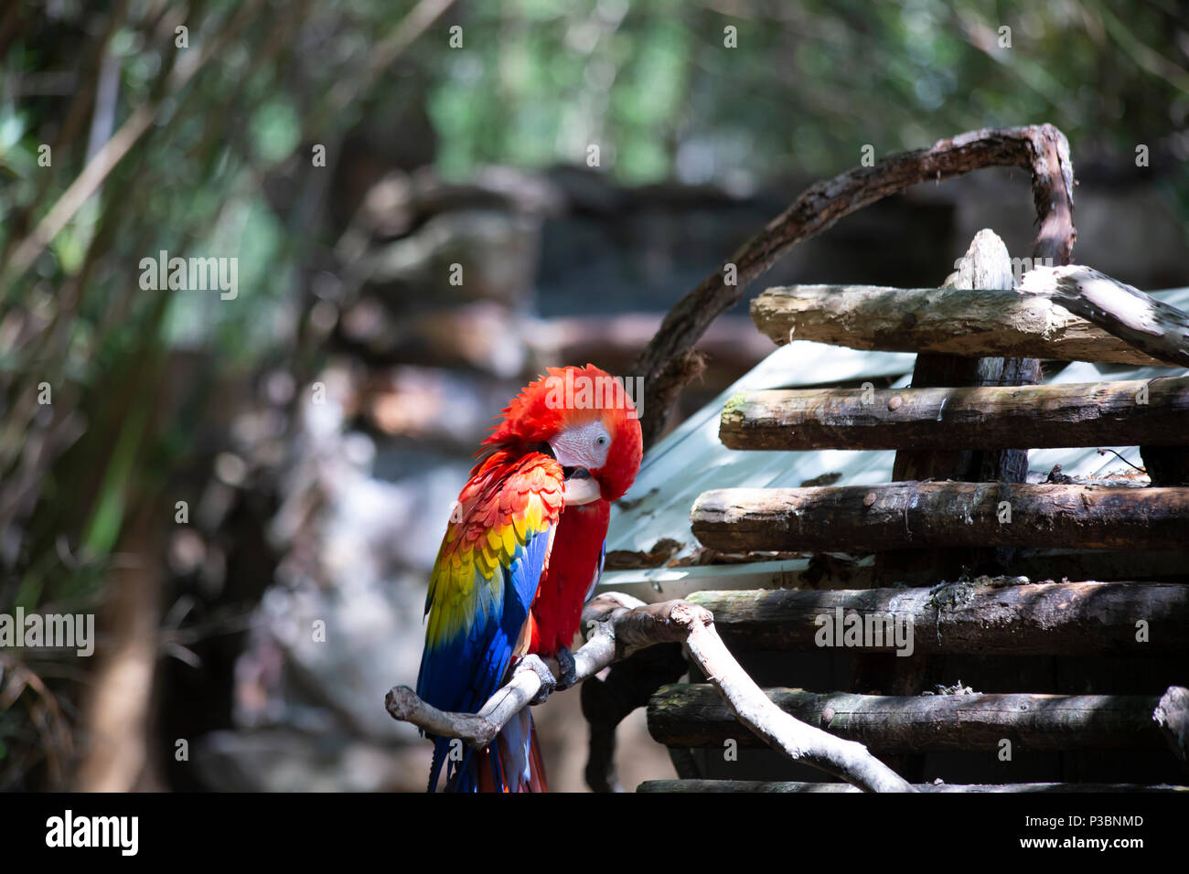 Scarlet macaw bird grooming happily on a branch perch Stock Photo Alamy