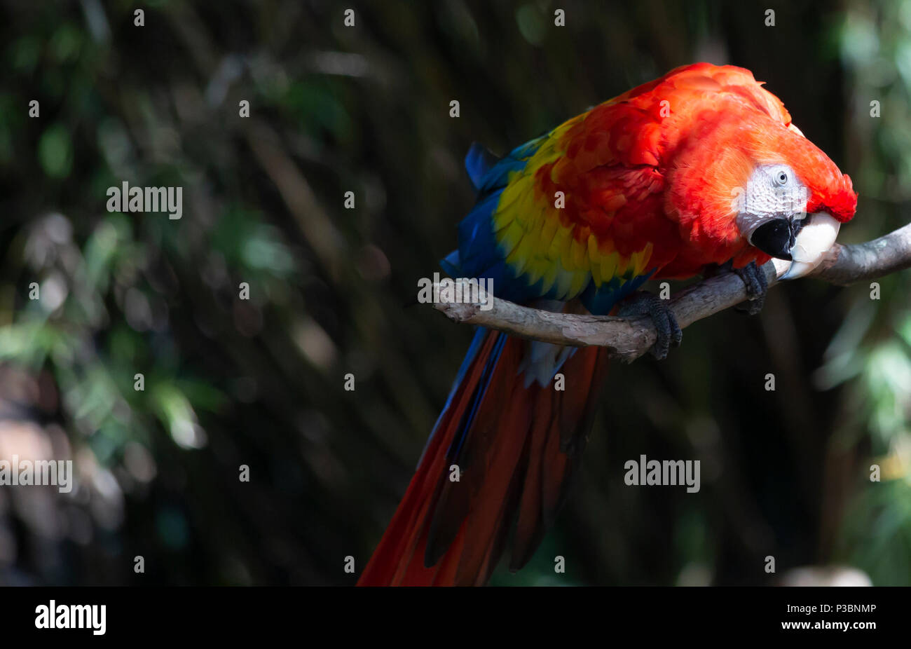 Scarlet macaw bird bent forward, preparing to squawk on a branch perch Stock Photo