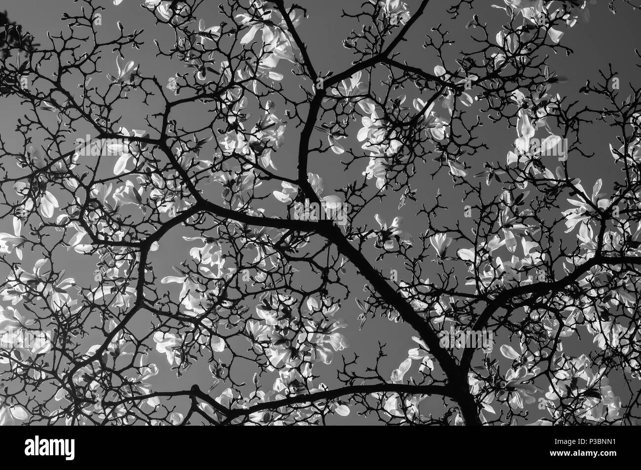 Plenty of flowers, pink magnolias in spring Stock Photo - Alamy