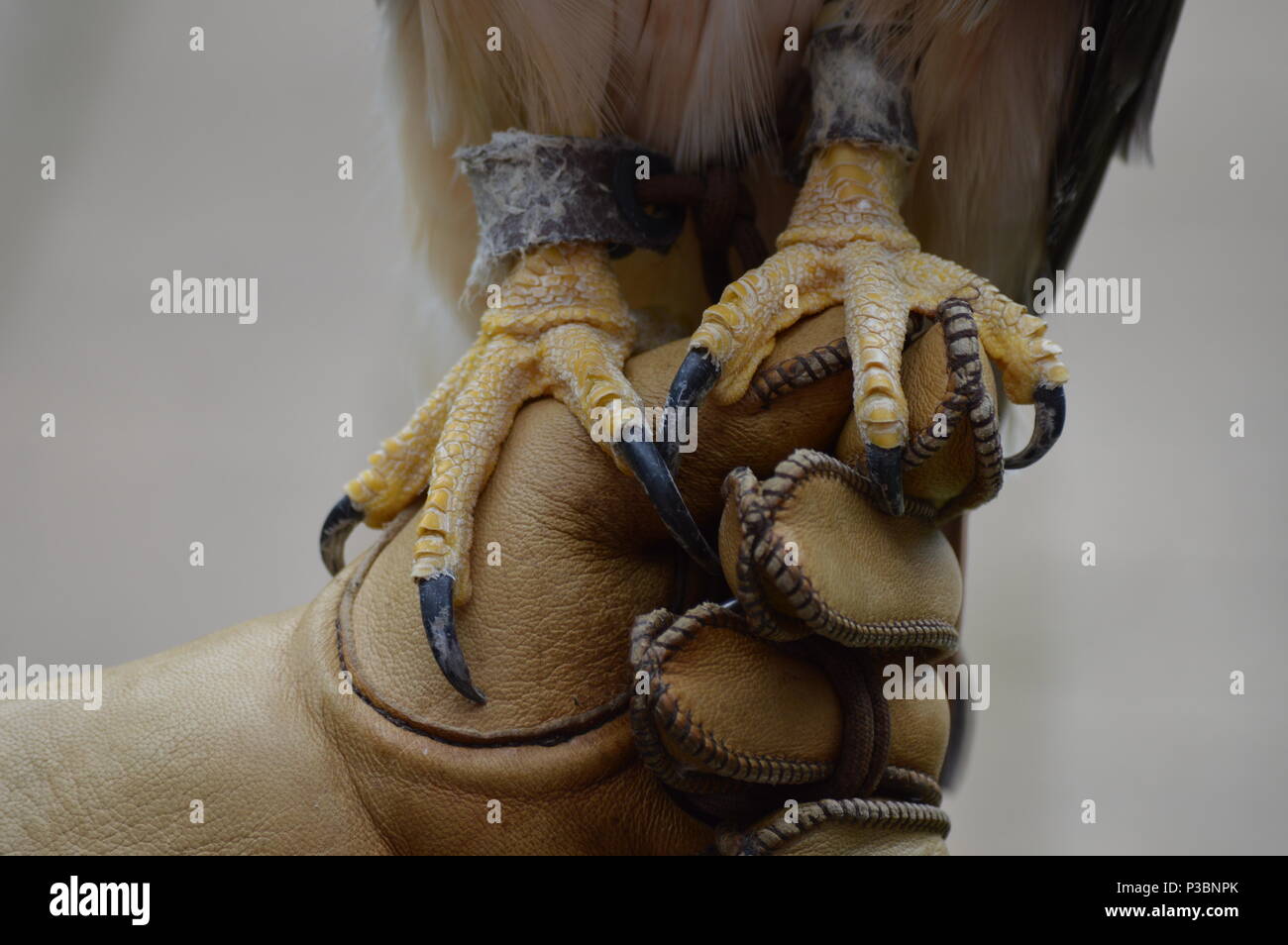 Talons of a red tailed hawk Stock Photo - Alamy