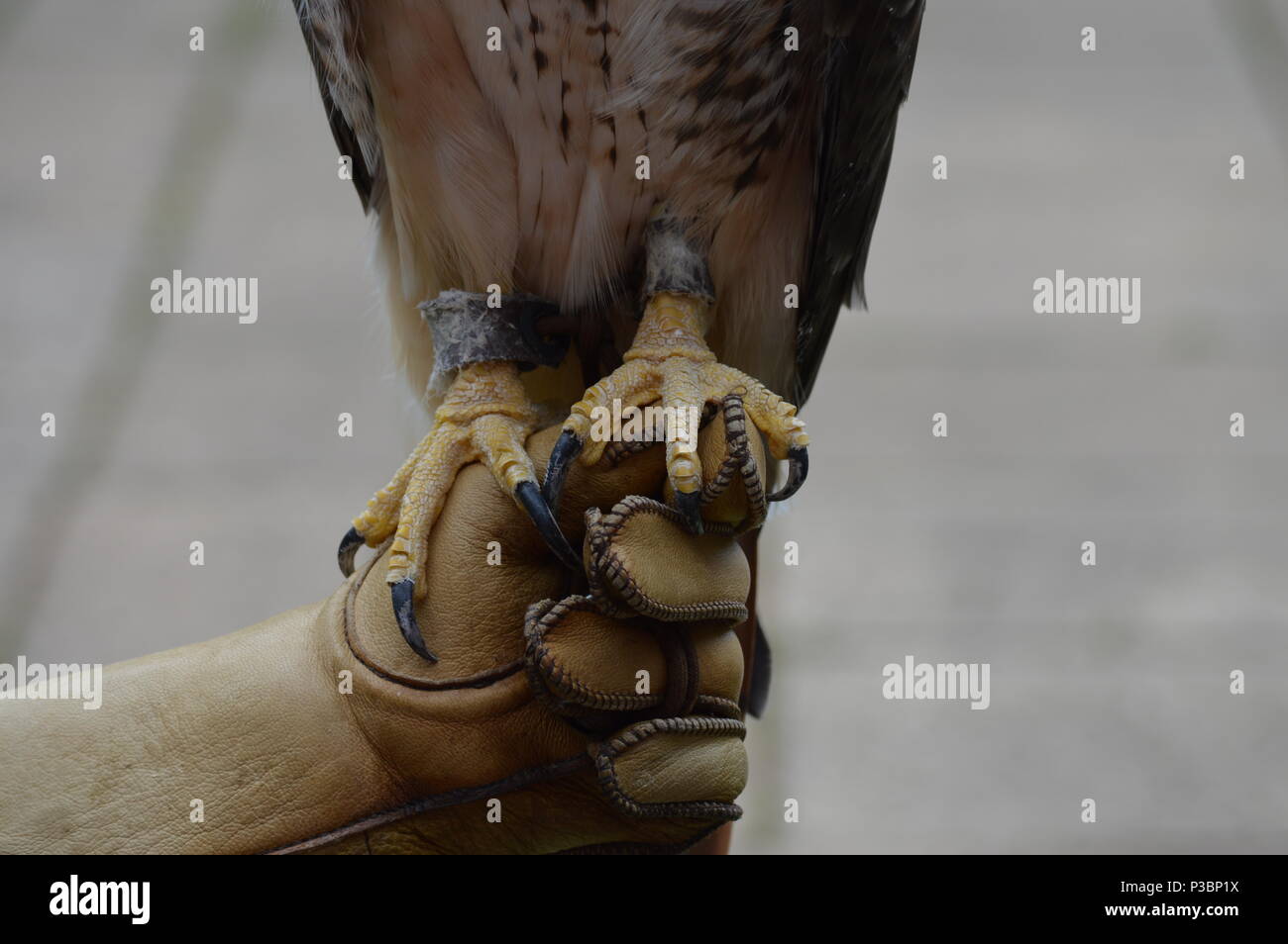 Talons of a red tailed hawk Stock Photo - Alamy