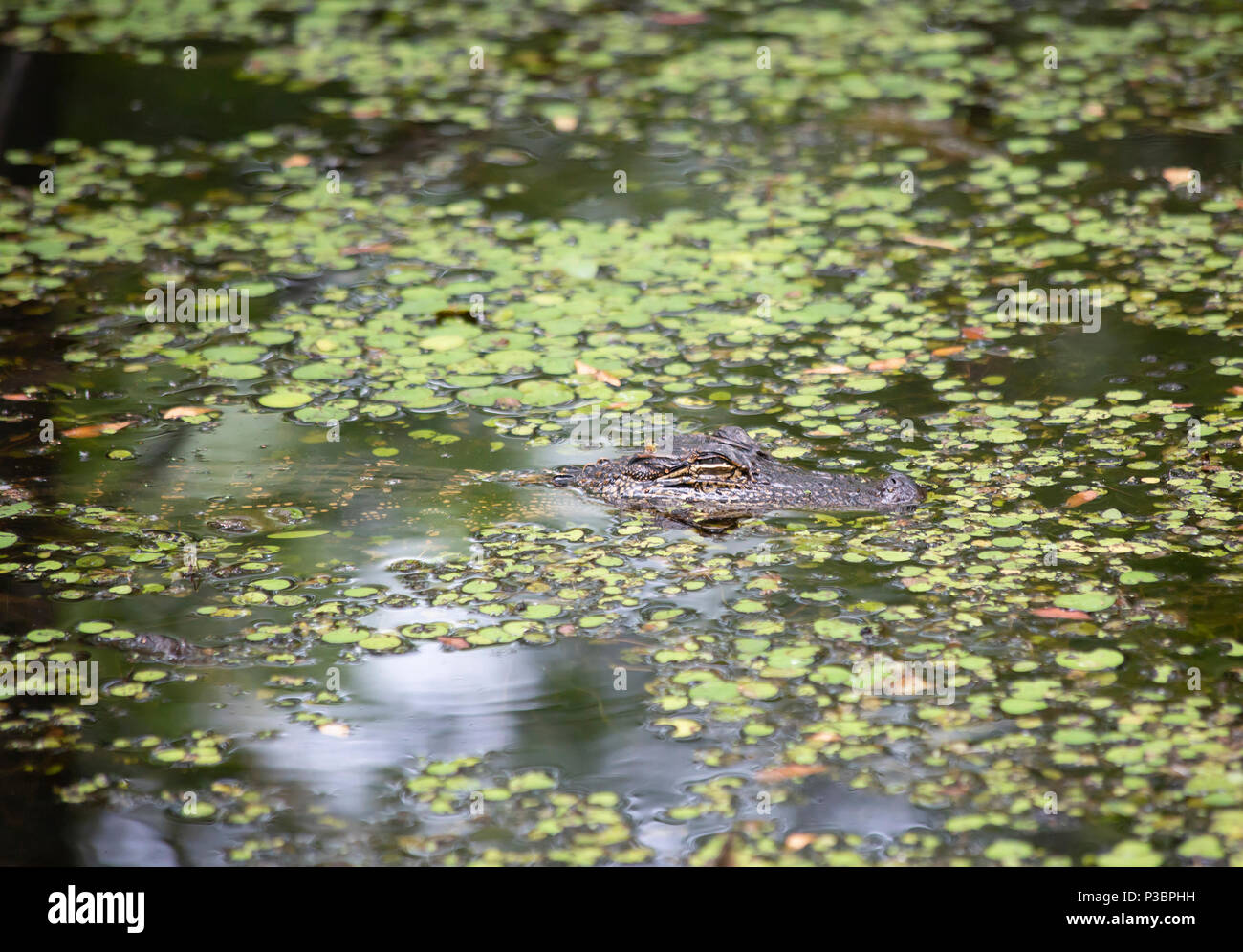 Bayou alligator (Alligator mississippiensis) with its eyes closed Stock Photo