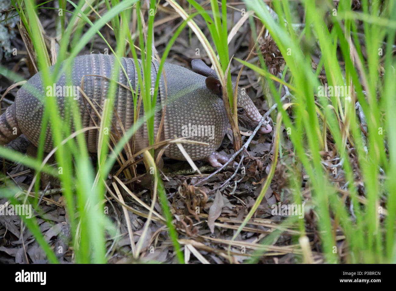 Florida nine banded armadillo hi-res stock photography and images - Alamy