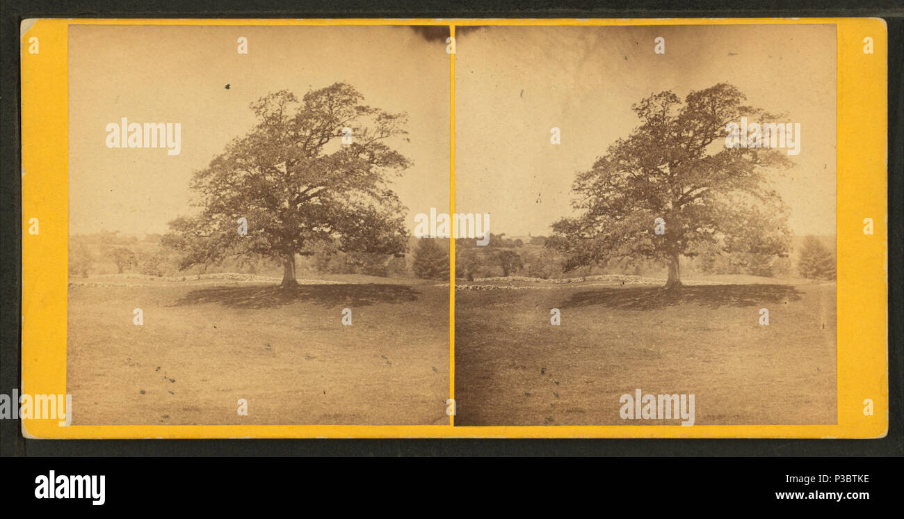 220 Old oak tree, from Robert N. Dennis collection of stereoscopic views Stock Photo