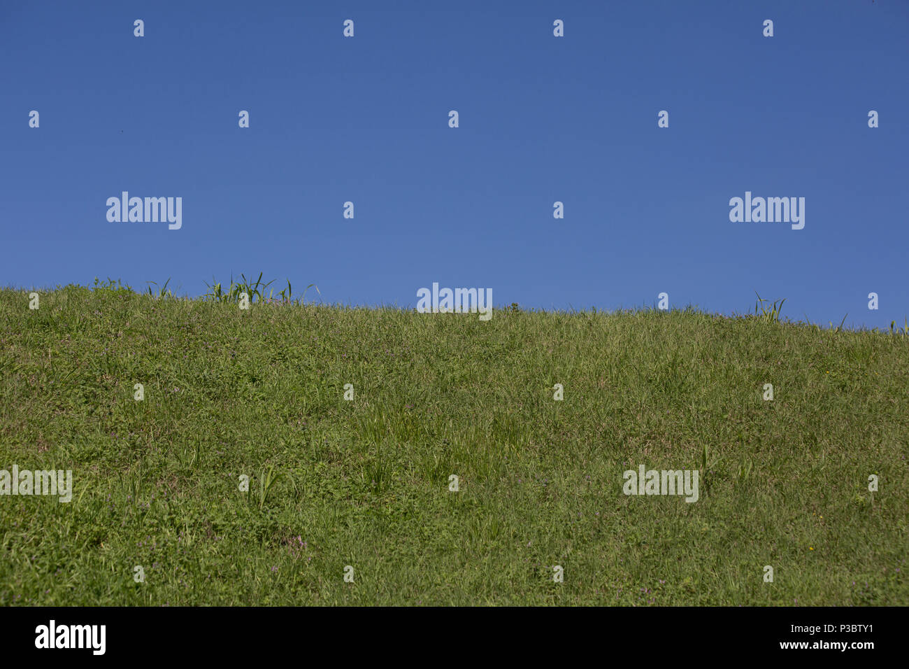 Bright green grass growing on a hill and bright blue sky Stock Photo ...