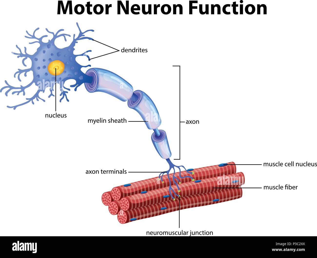 A Vector of Motor Neuron Function illustration Stock Vector