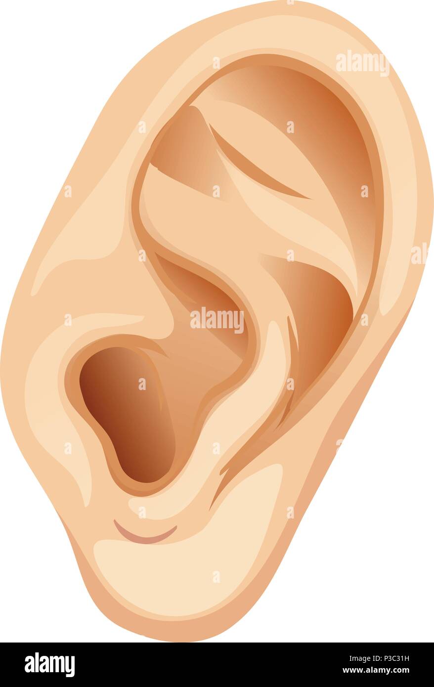A Human Ear on White Background illustration Stock Vector