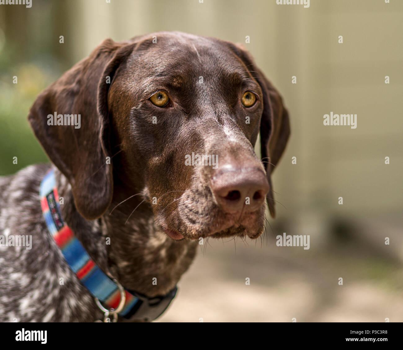 German Shorthaired Point (GSP) Dog Staring Stock Photo