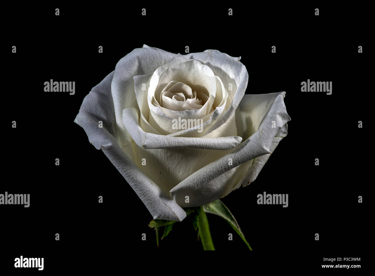 Floral desktop wallpaper hi-res stock photography and images - Alamy