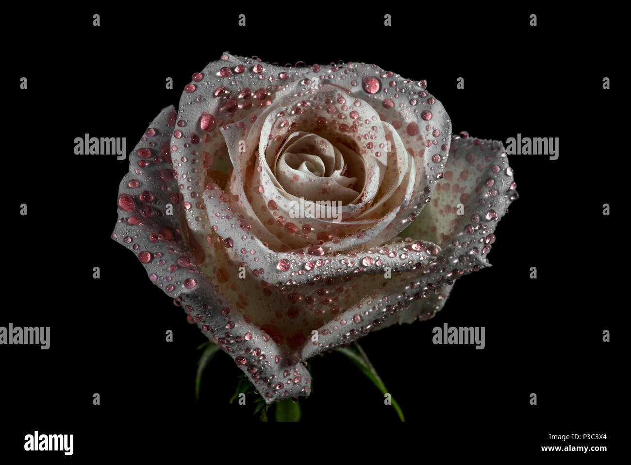 Floral desktop wallpaper hi-res stock photography and images - Alamy