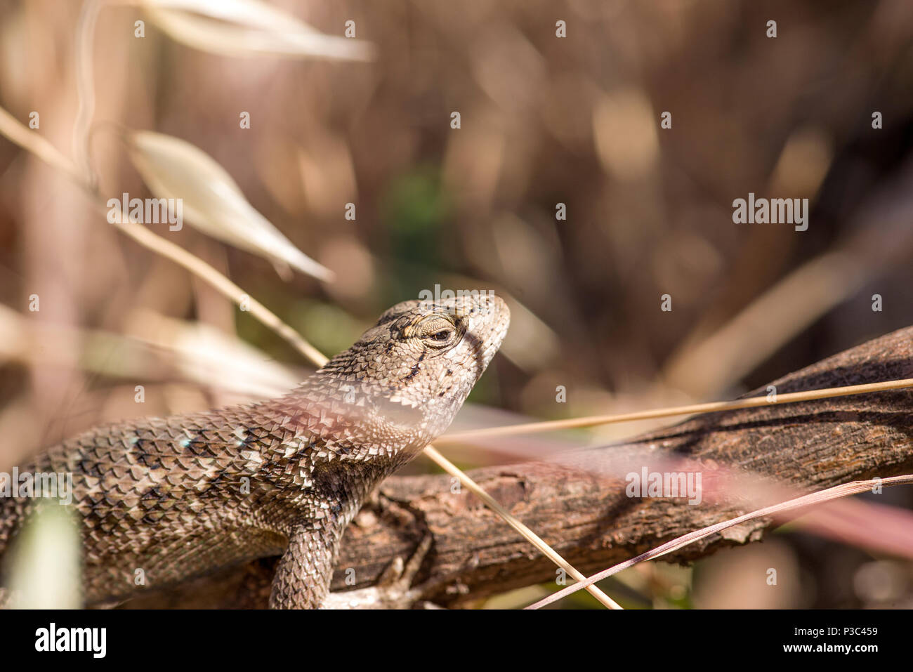 Western Fence Lizard, Sceloporus occidentalis, on Tan Background, Macro Close-up, Portrait, Profile Stock Photo