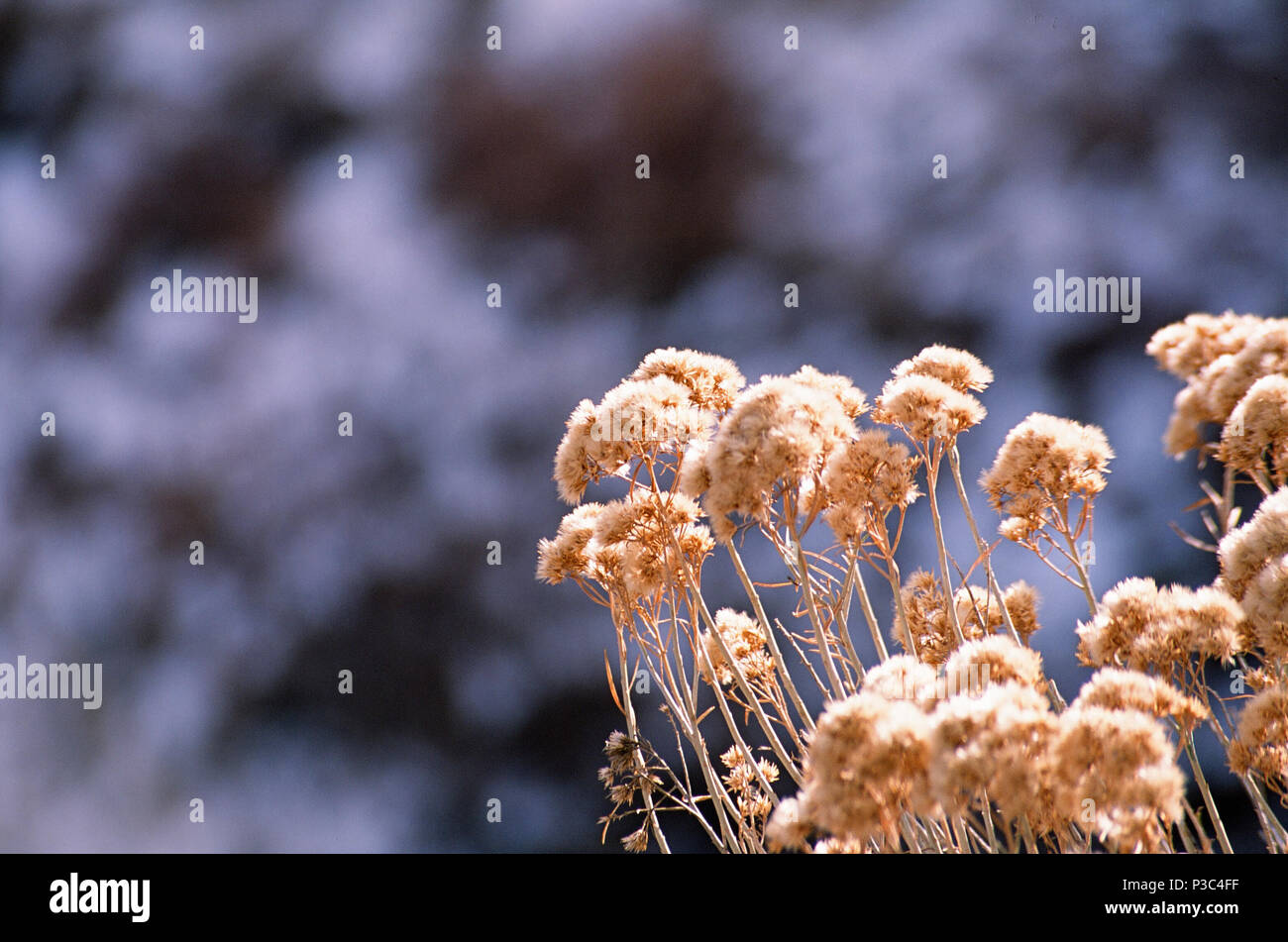Open space wildflowers hi-res stock photography and images - Alamy