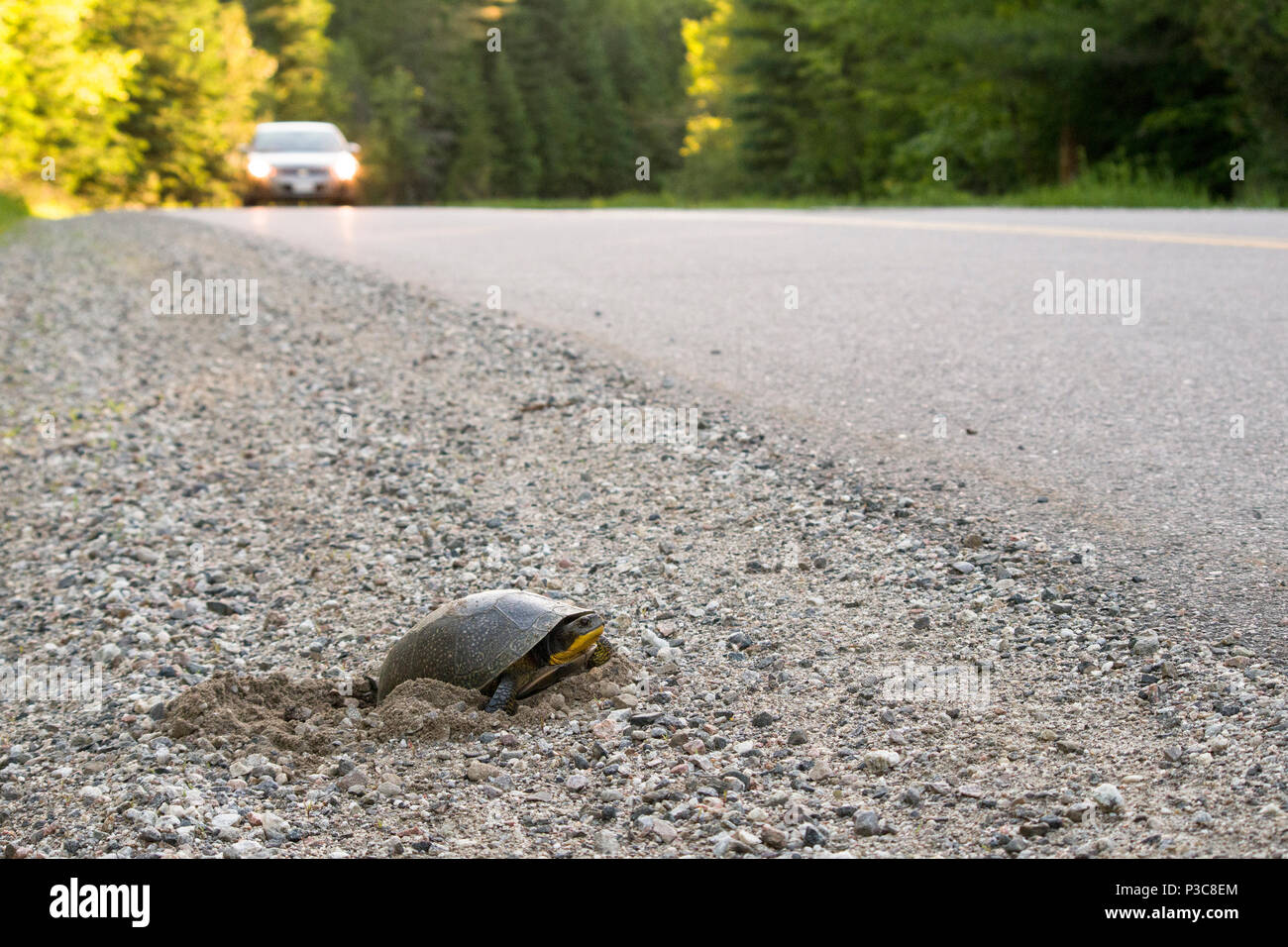 Female Blanding's turtle (Emydoidea blandingii) laying eggs on the side of a road. Stock Photo