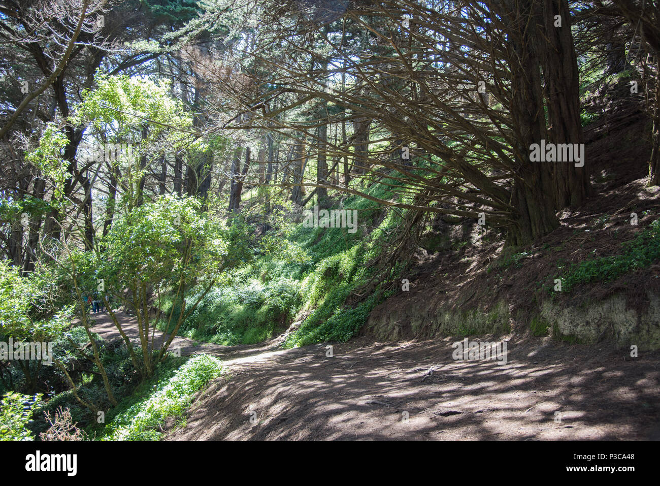 Lord of the Rings movie location on Mount Victoria with lush forest greenery in Wellington, New Zealand Stock Photo