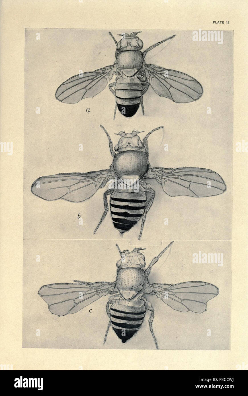 Contributions to the genetics of Drosophila melanogaster ... Washington,Carnegie Institution of Washington,1919. http://biodiversitylibrary.org/page/805718 2 Contributions to the genetics of Drosophila melanogaster (1919) - Plate 12 - BioDivLibrary page 805718 Stock Photo
