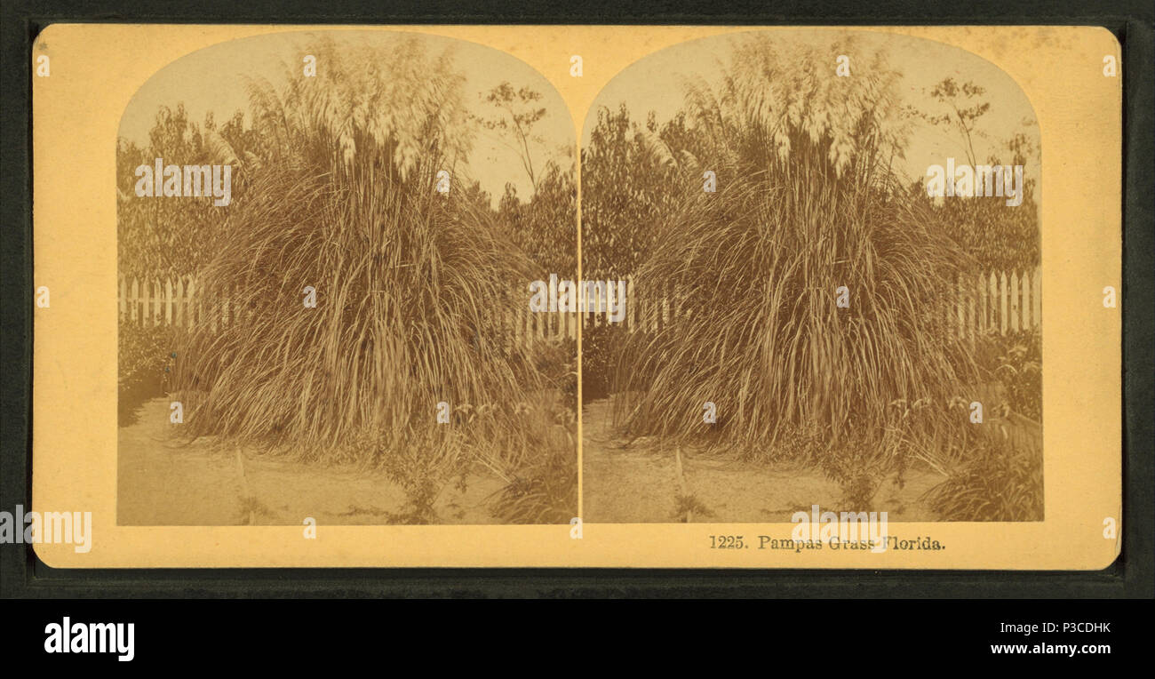 228 Pamapas grass. Florida, from Robert N. Dennis collection of stereoscopic views Stock Photo