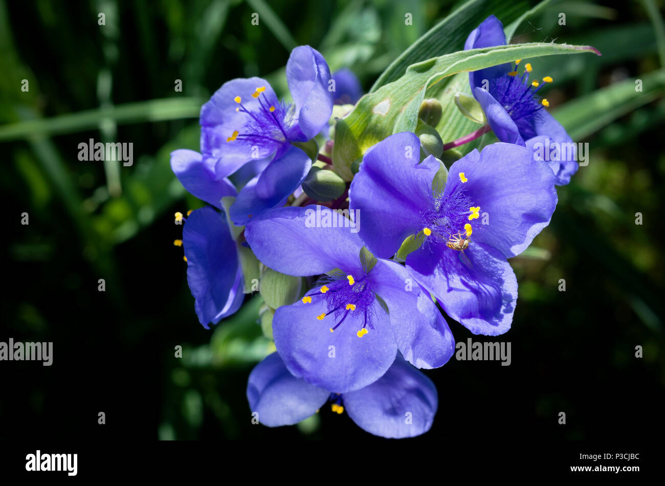 closeup of spiderwort plant or tradescantia ohiensis in full bloom revealing petals and stamens Stock Photo