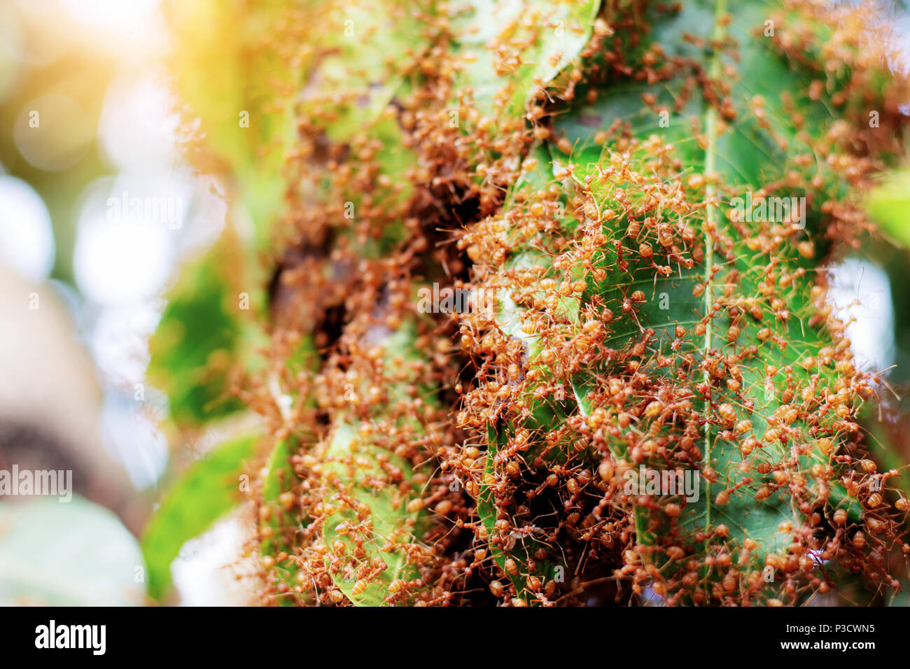 Ants are nesting on trees with the sunlight Stock Photo Alamy