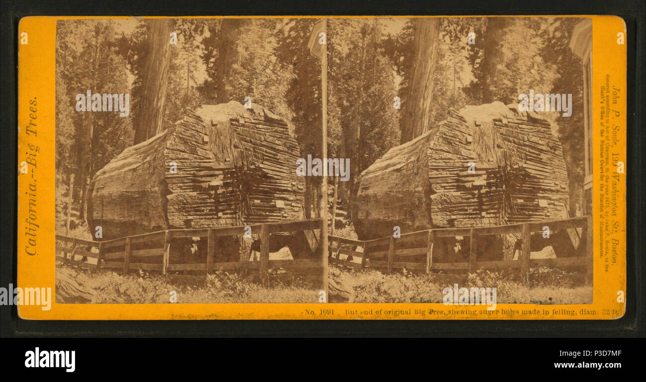 253 Remains of the Father of the Forest, Mariposa Grove, Mariposa County, Cal, by John P. Soule Stock Photo