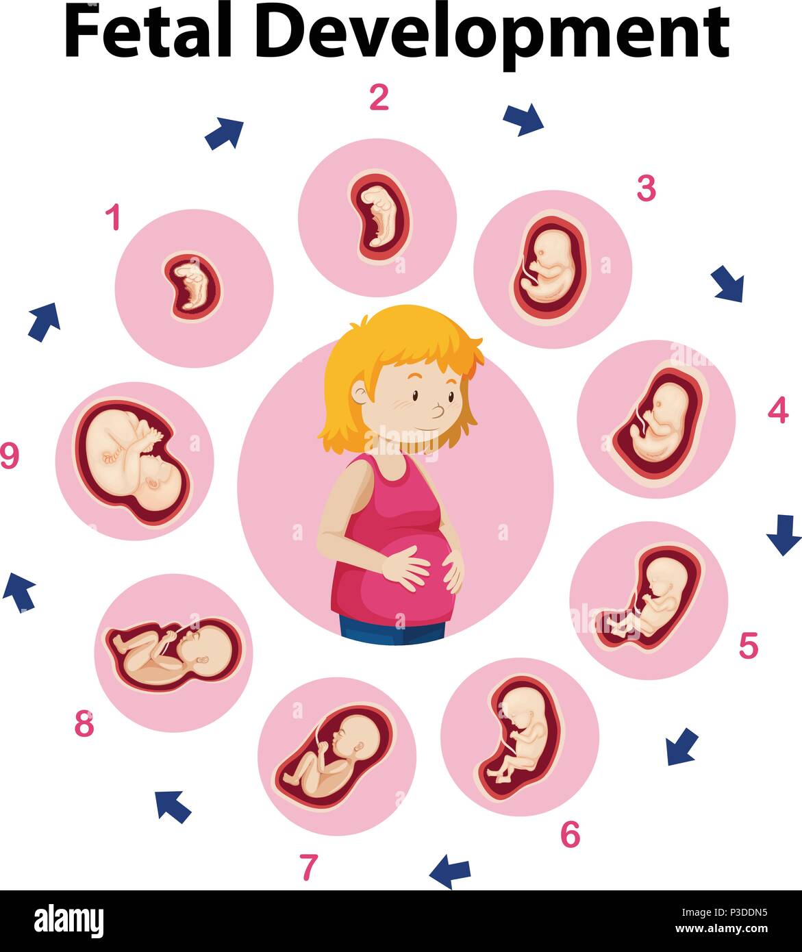 Fetal Development Pictures 