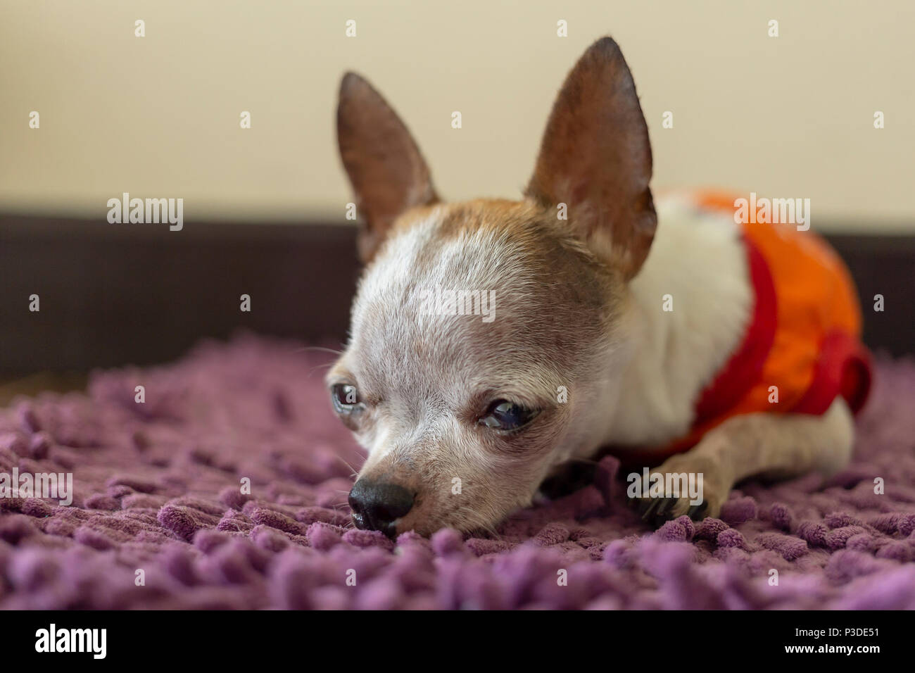 Small White Short Hair Female Chihuahua Dog Resting On Foot