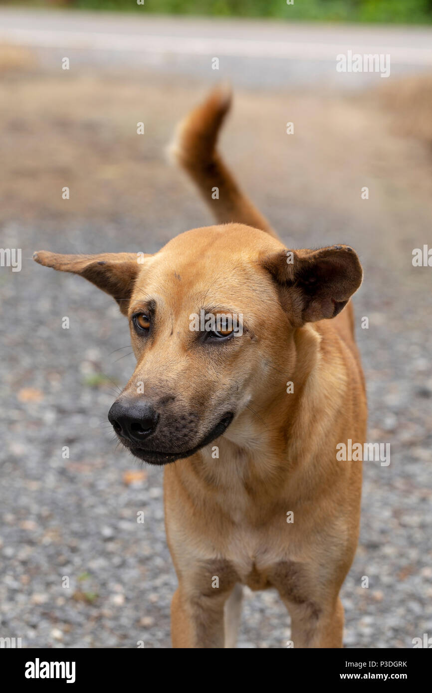 short haired dogs