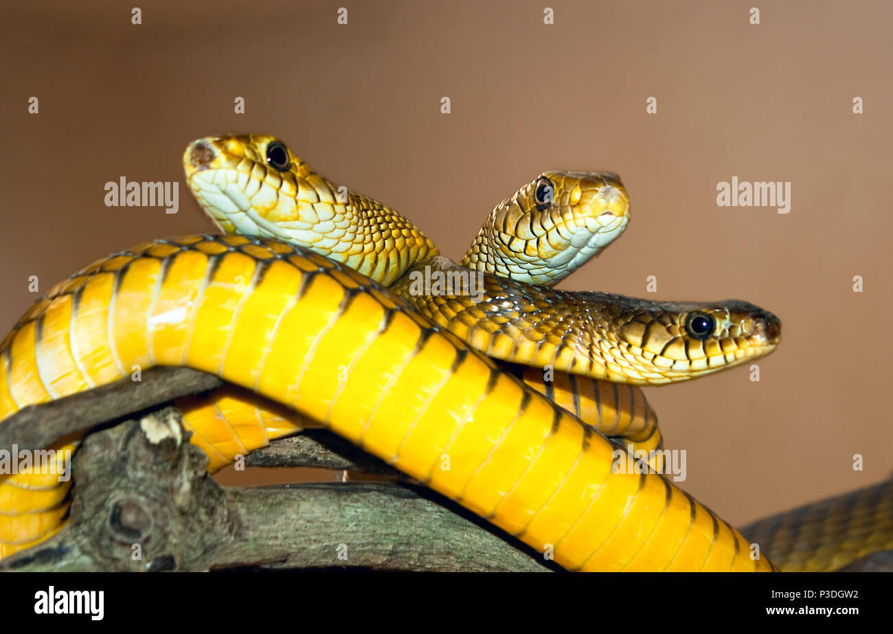 Tree yellow snakes from India. Kerala, India Stock Photo Alamy