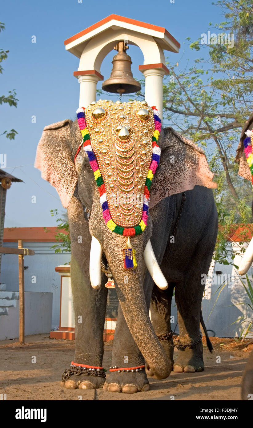 Decorated Elephants Stock Photos & Decorated Elephants Stock Images Alamy