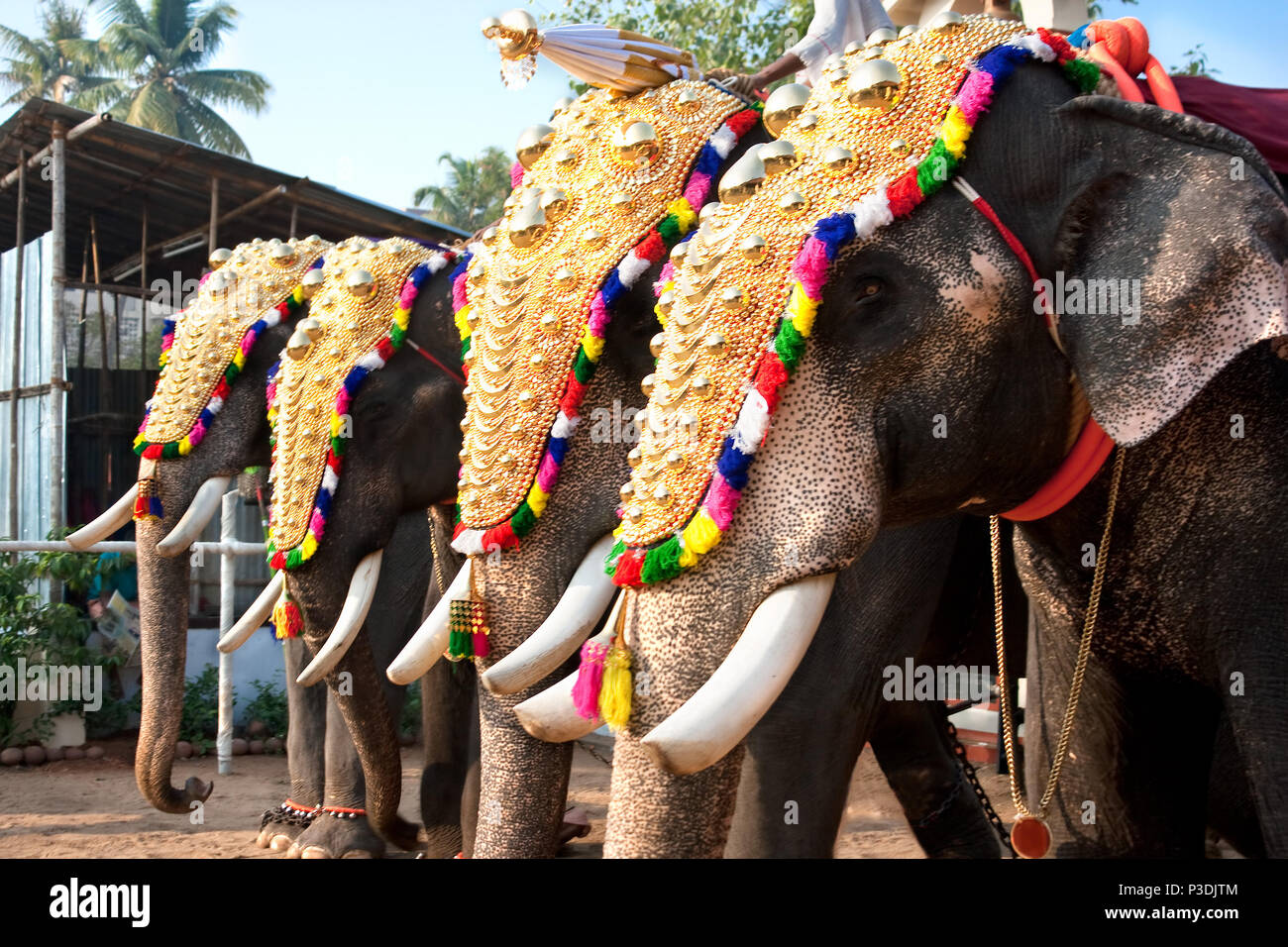 Decorated elephants hires stock photography and images Alamy