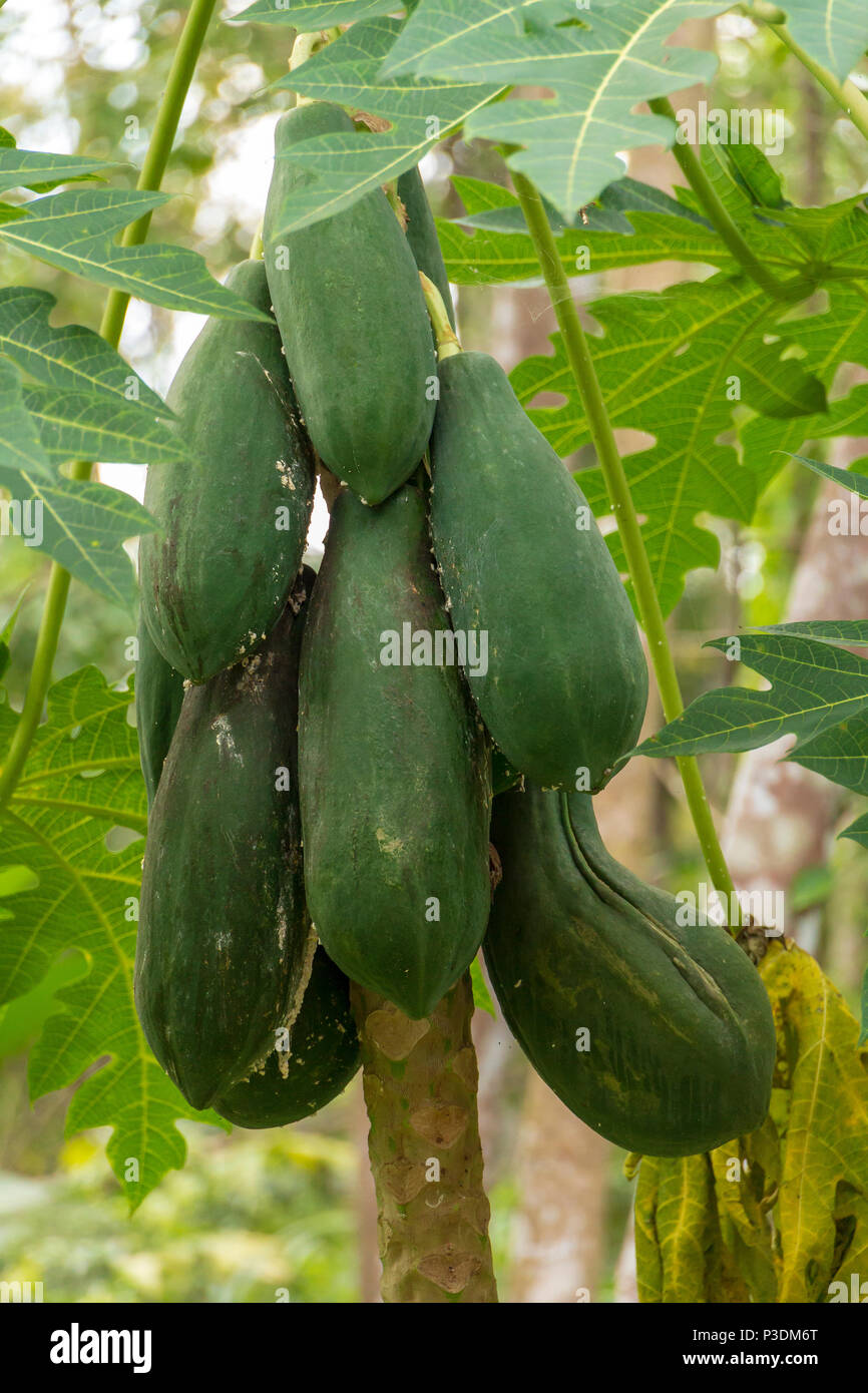 Organic fresh green papaya fruits grow on tree in tropical garden Stock Photo