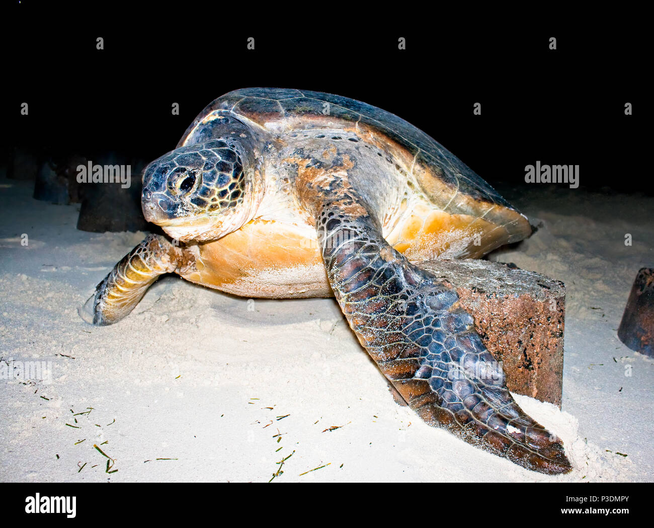 Loggerhead Sea Turtle returning to the ocean at night. The nesting process is complete. She appears to be crying with liquid flowing from her eyes. Ag Stock Photo