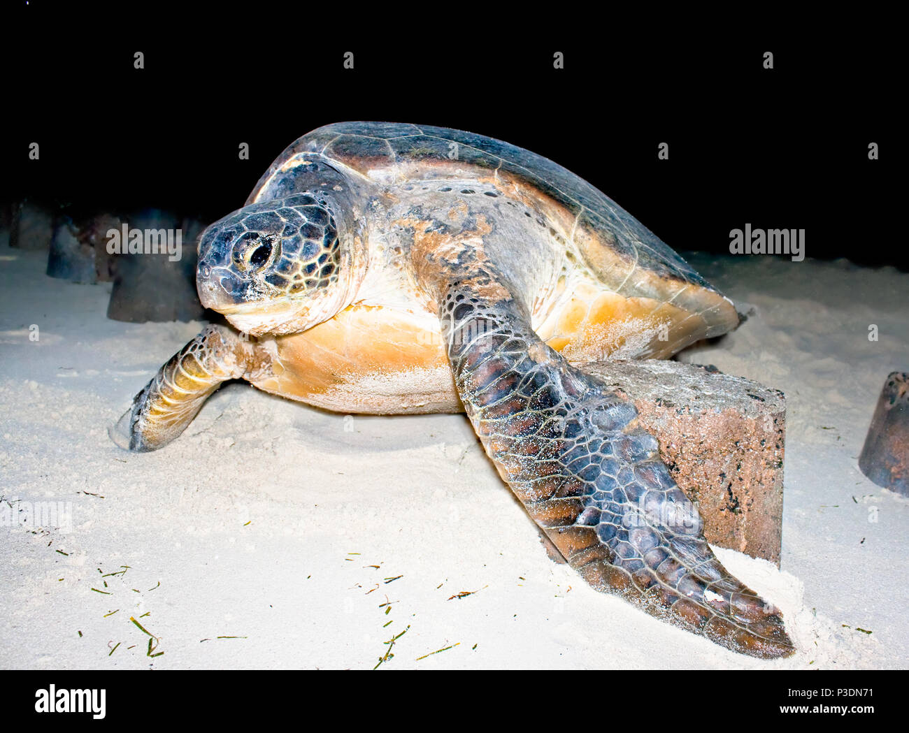 Loggerhead Sea Turtle returning to the ocean at night. The nesting process is complete. She appears to be crying with liquid flowing from her eyes. Ag Stock Photo