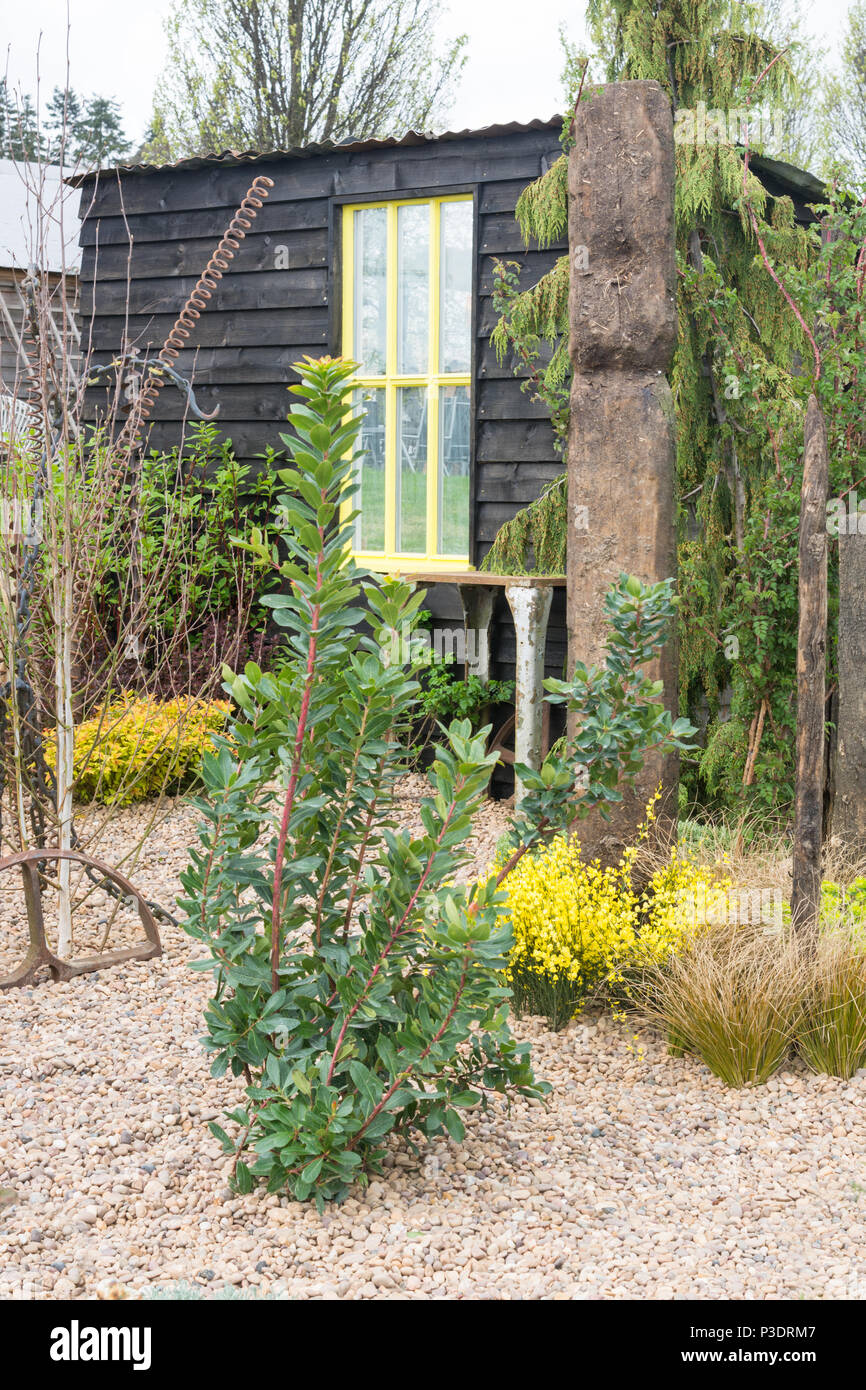 A gravel garden with yellow Cytisus and shed Stock Photo