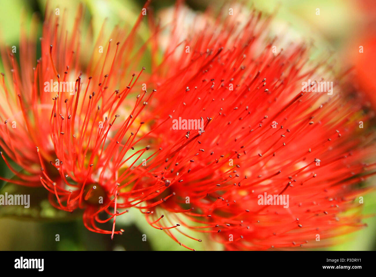 Bright fire red bottle brush flower blossom close up. Bird  and bee attracting tree with interesting structure. Stock Photo