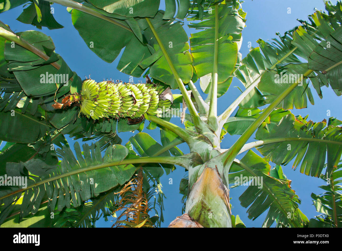 Green bananas in banana plantation against blue sky, Hampi, India Stock
