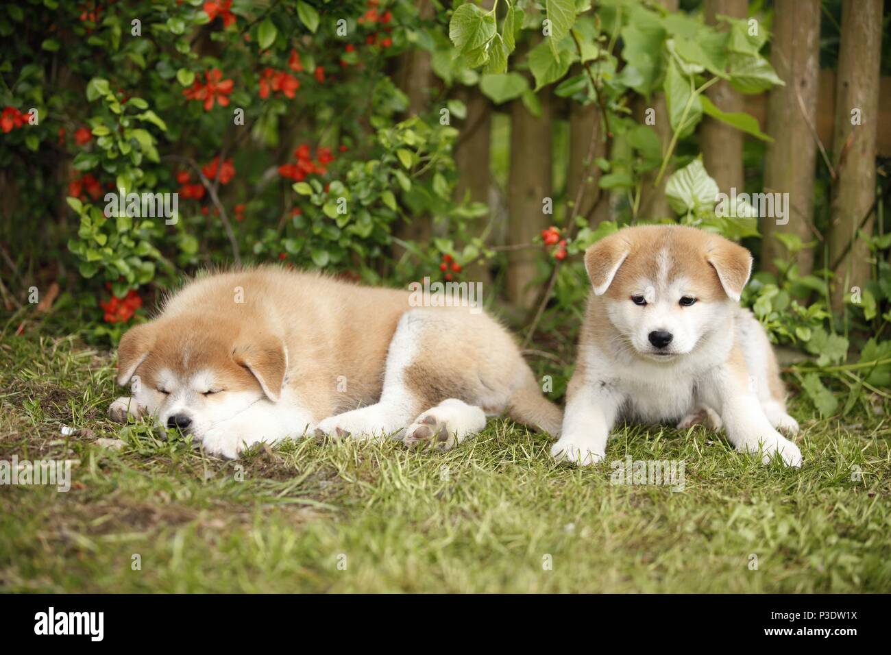 Akita Inu puppies Stock Photo