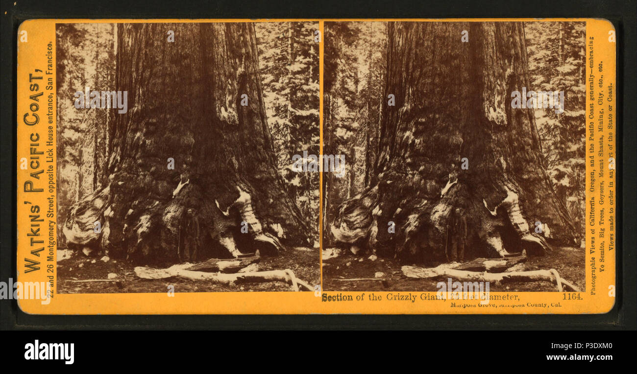 267 Section of the Grizzly Giant, Mariposa Grove, Mariposa County, Cal, by Watkins, Carleton E., 1829-1916 Stock Photo