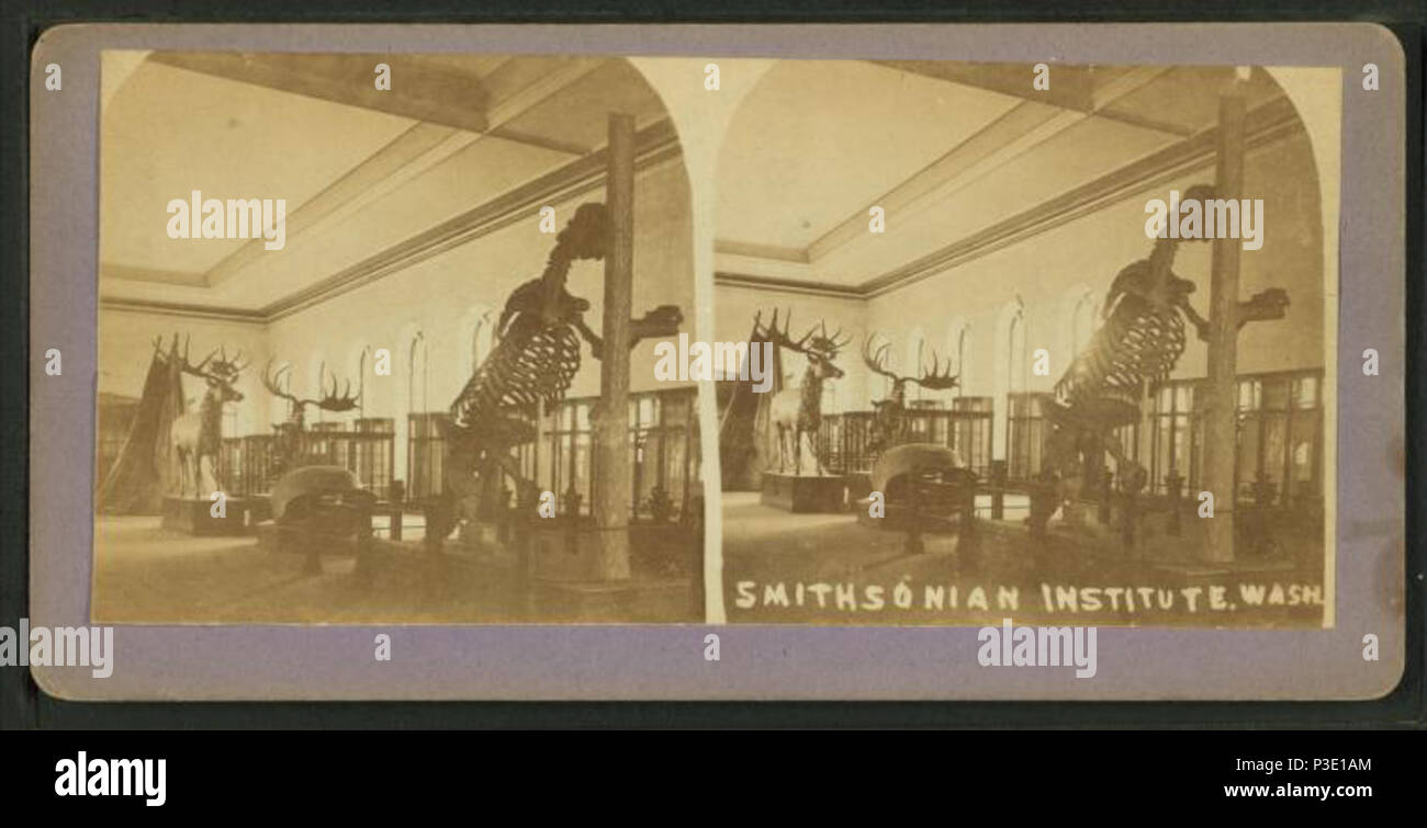 . English: This is a stereograph showing some fossils and artifacts belonging to the Smithsonian collection, in Washington, D.C., USA. This image was captured in the original United States National Museum, now called the Arts and Industries building, before 1910 when these collections moved to their current building, the National Museum of Natural History. At least one skeletal mount of a Megatherium (a cast, mounted and sold to the Smithsonian by Henry Augustus Ward in the 1870s or 1880s) and one skeletal mount and full-scale model of a Megaloceros are also seen in the image. Both skeletons a Stock Photo