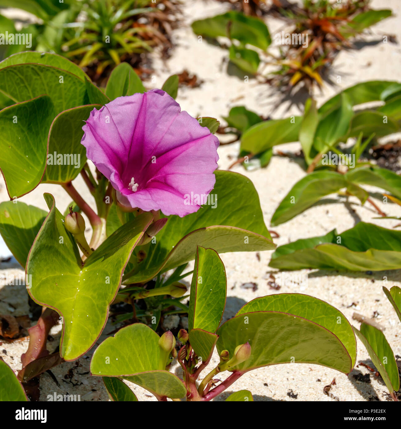 Pink beach moonflower on a white sand of sea coast Stock Photo