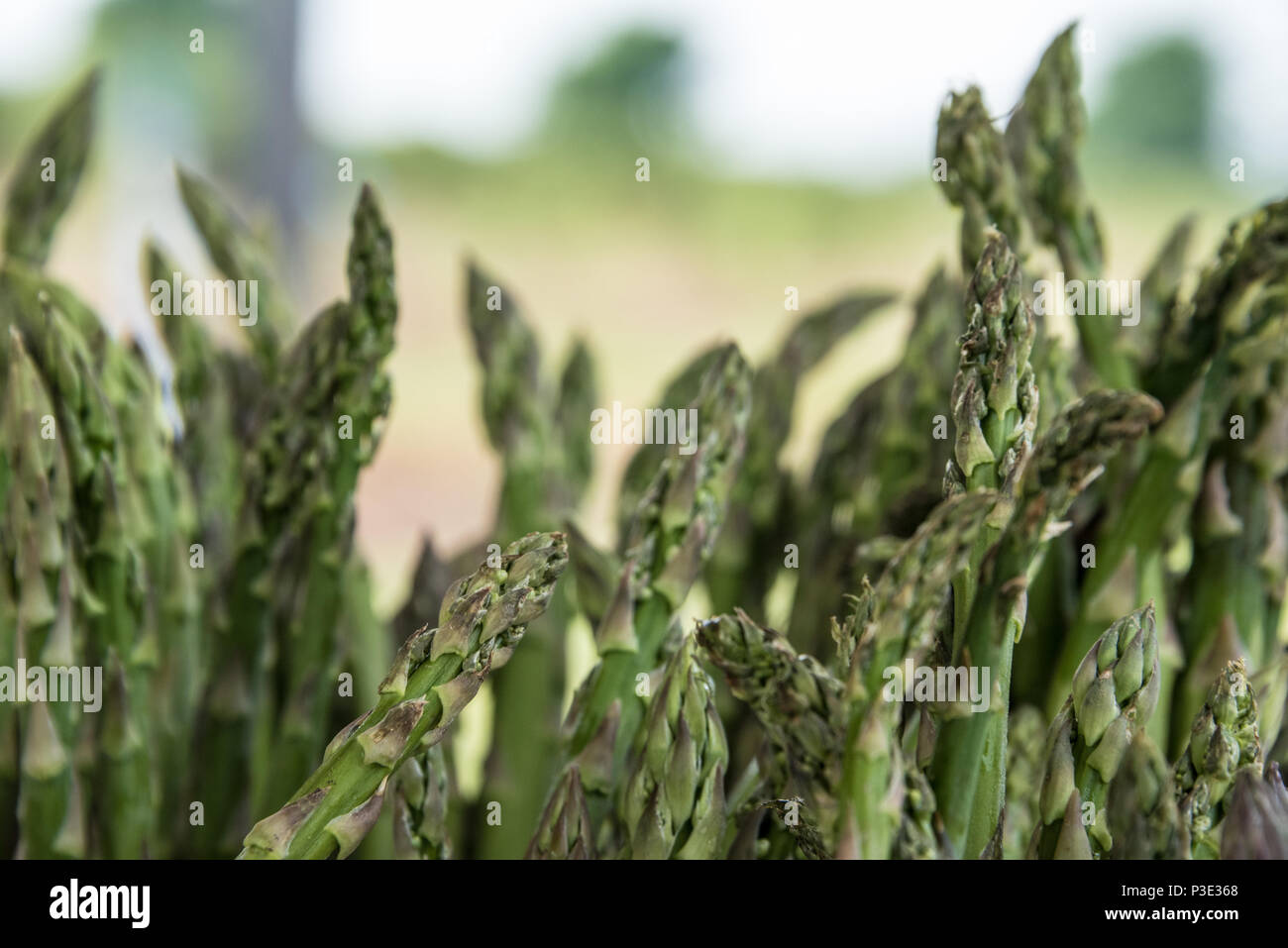 Organic asparagus for sale at a farm near Broken Arrow, Oklahoma. Stock Photo