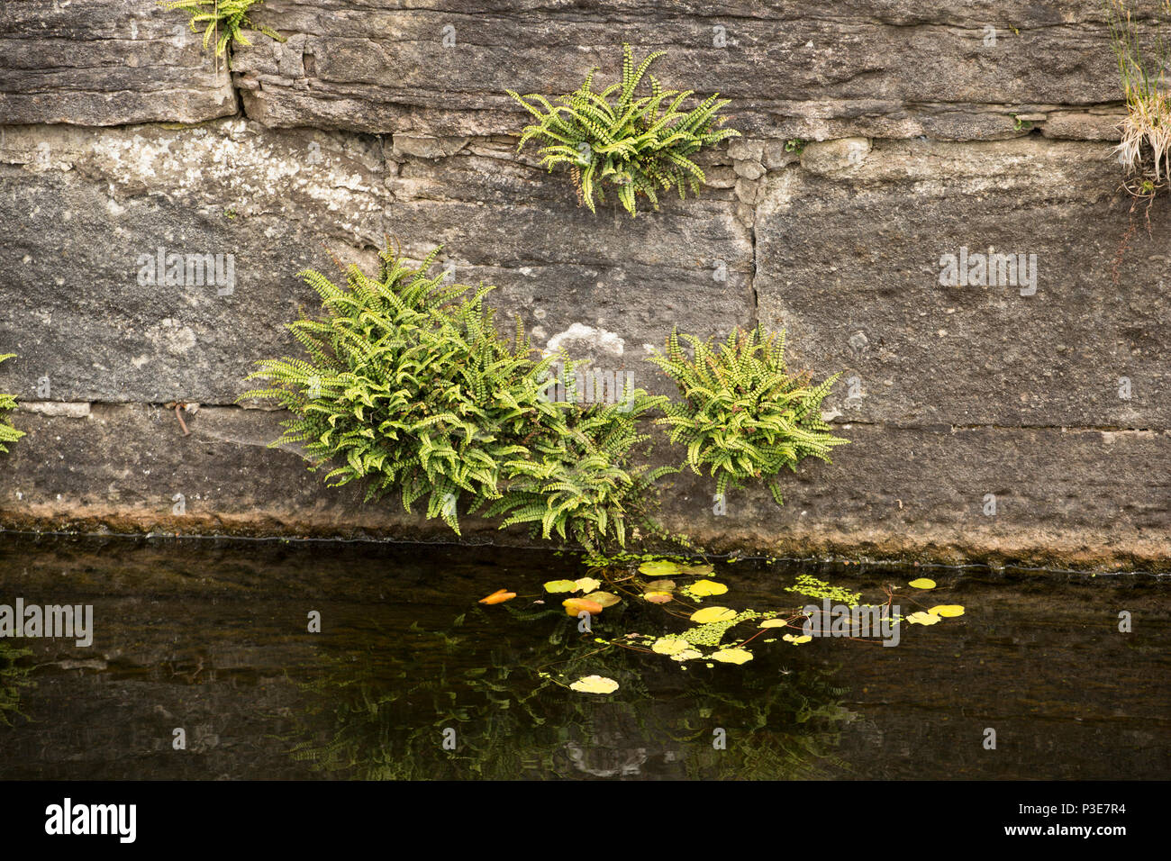 Maidenhair spleenwort, Asplenium trichomanes, growing in the stonework of an old canal lock at Tewitfield Locks on the Lancaster Canal on the Cumbria/ Stock Photo