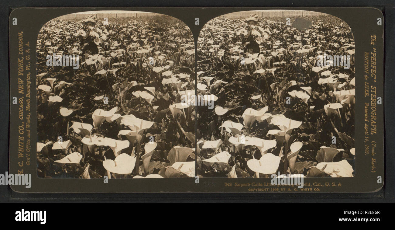 . Superb calla lillies growing in field, Cal., U.S.A. Alternate Title: The 'Perfec' Stereograph', 743.  Coverage: 1905. Digital item published 8-31-2005; updated 2-12-2009. 293 Superb calla lillies growing in field, Cal., U.S.A, from Robert N. Dennis collection of stereoscopic views 2 Stock Photo