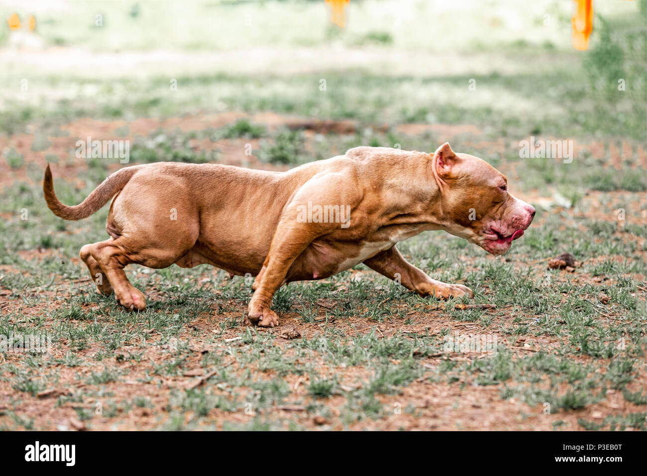 What Is The Best Fighting Dog