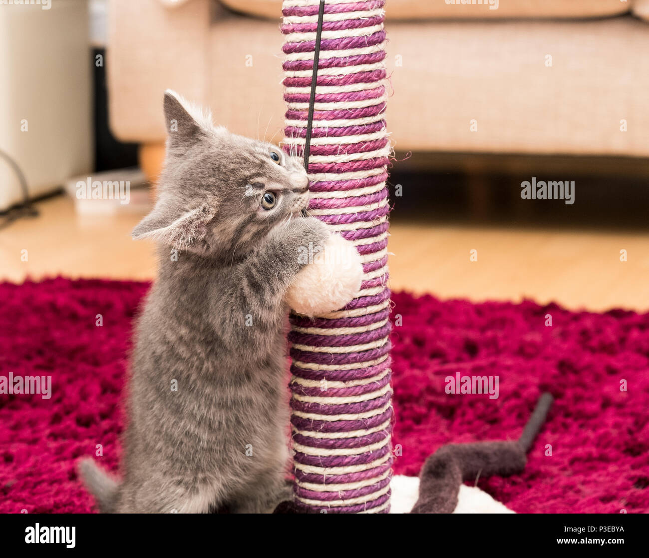 Small grey pet kitten playing Stock Photo Alamy