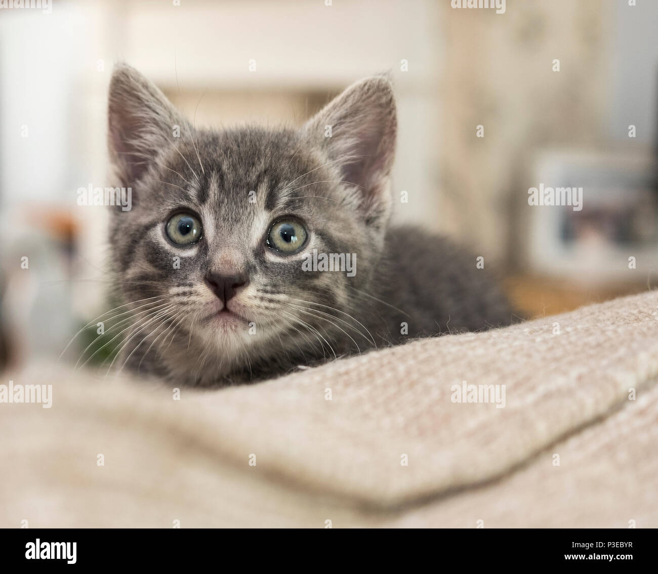 Small grey alert kitten Stock Photo