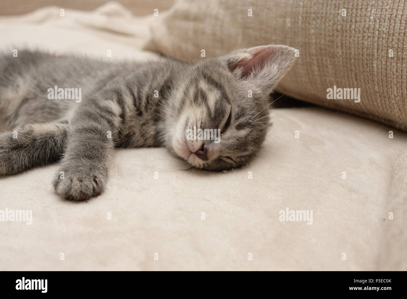 Small Plush Sleeping Kitten in Grey main image 1