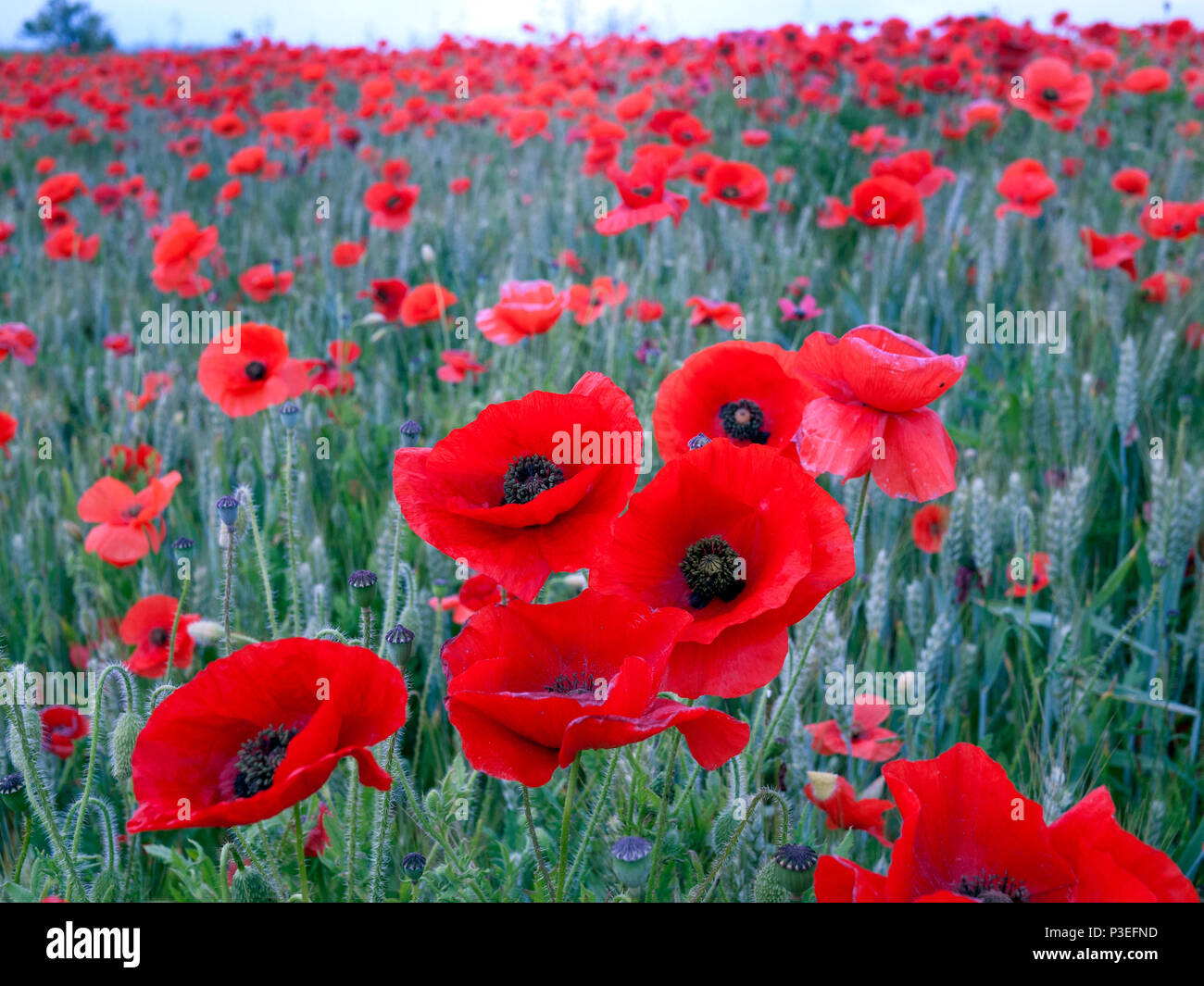 Poppy field in Kent UK Stock Photo