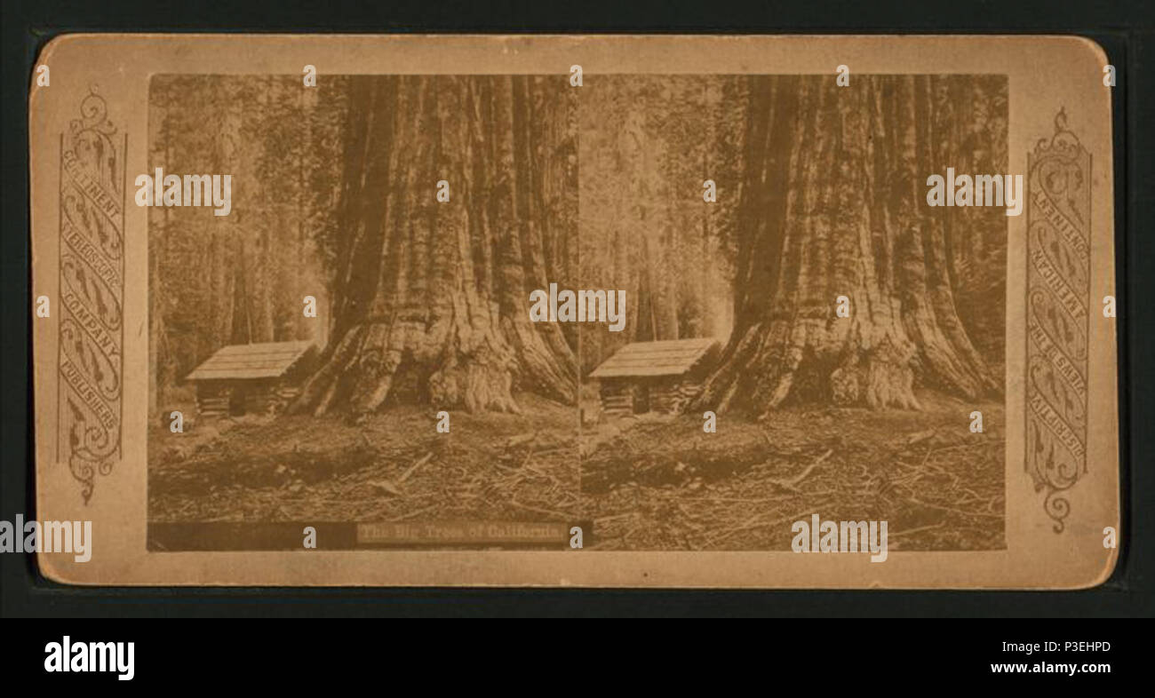 . The big trees of California. Alternate Title: Descriptive view of the American continent.  Coverage: 1867?-1902. Digital item published 8-11-2006; updated 6-25-2010. 302 The big trees of California, by Continent Stereoscopic Company Stock Photo