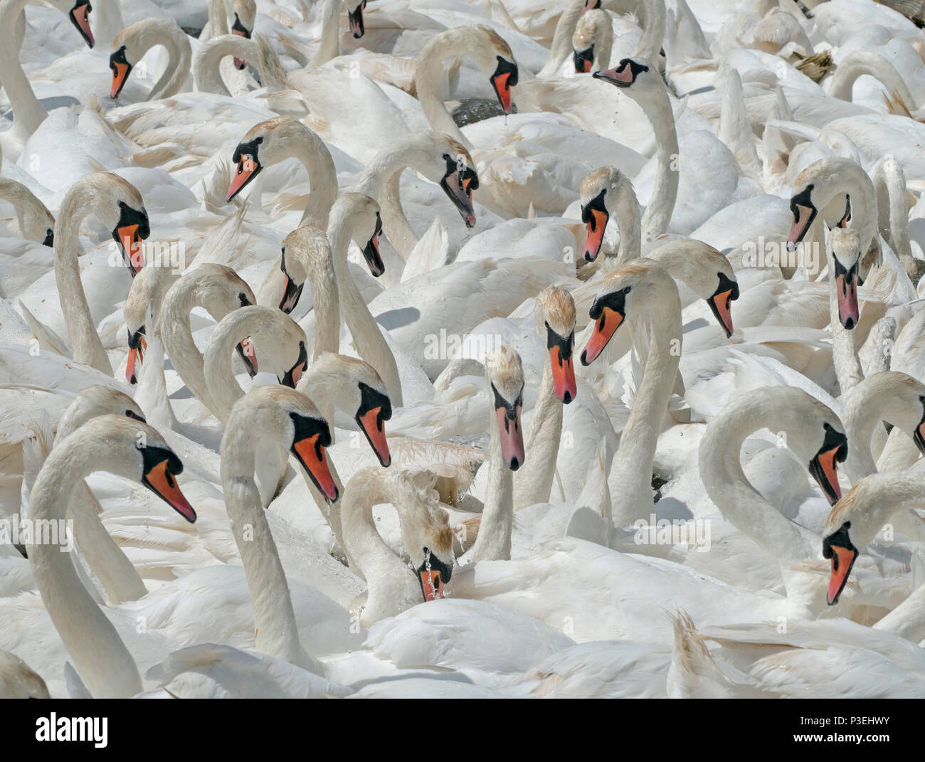 Mute Swans Cygnus olar flock of non breeding adults Fleet lagoon Dorset Stock Photo