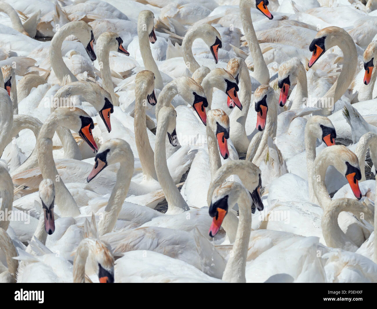 Mute Swans Cygnus olar flock of non breeding adults Fleet lagoon Dorset Stock Photo